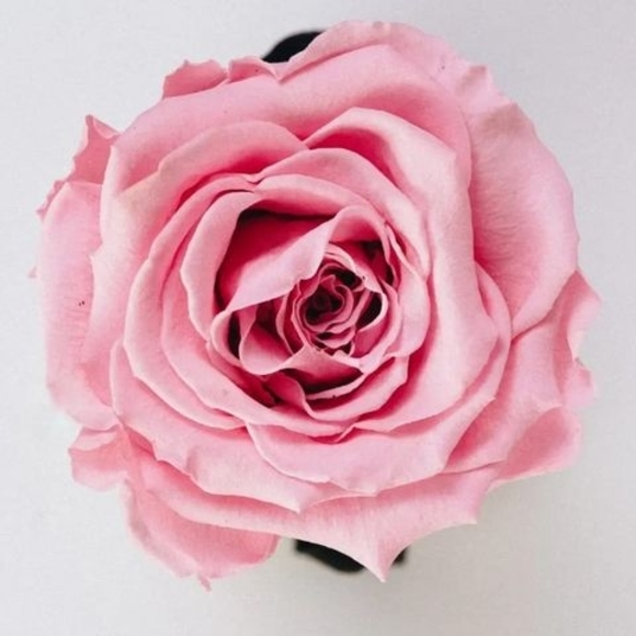 Meet your Posher, Shosh - Picture 1 of 1